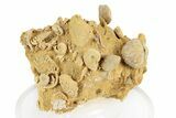 Miniature Fossil Cluster (Ammonites, Brachiopods) - France #248450-2